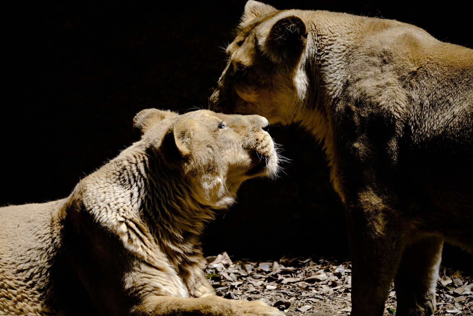 レオポンはとても特殊な動物です ウェブログのディメンジョン